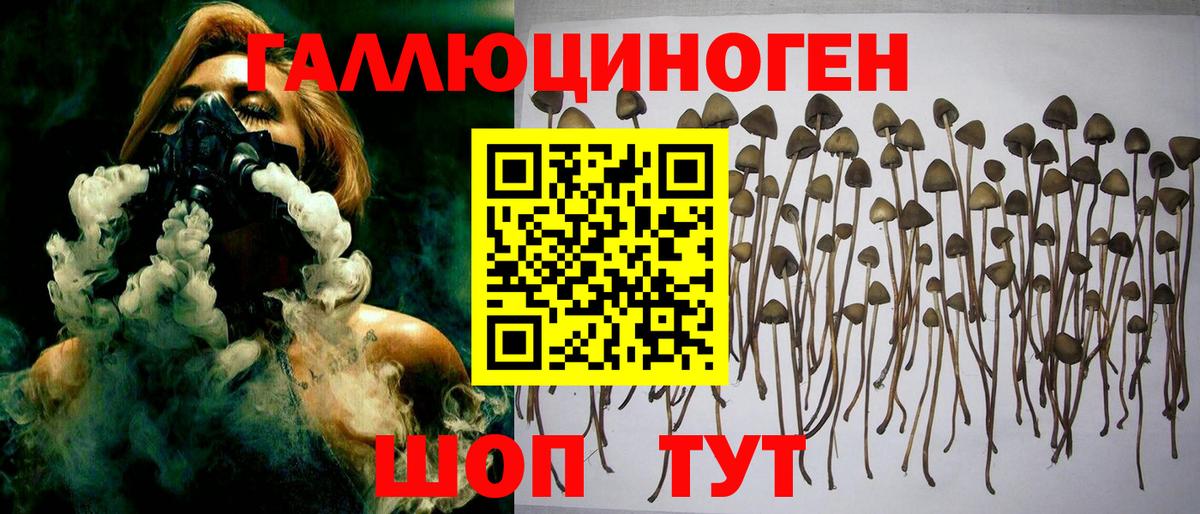 Псилоцибиновые грибы Psilocybe  Вход с VPN  Аргун 